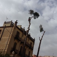 Poda de árboles de difícil acceso en Barcelona
