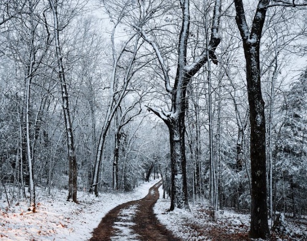 Las Limpiezas Forestales en Invierno y su Importancia: Protección y Mantenimiento de Nuestros Bosques