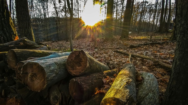 Puntales forestales: soporte esencial en la construcción y el aprovechamiento forestal