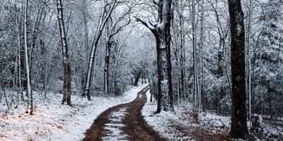 Las Limpiezas Forestales en Invierno y su Importancia