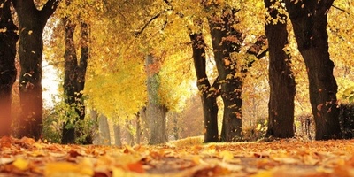 Podas de Otoño