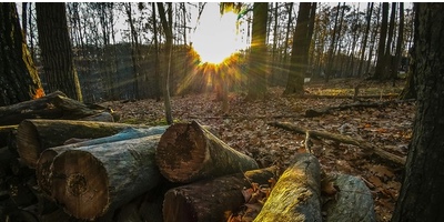 Puntals forestals: suport essencial en la construcció i aprofitament forestal