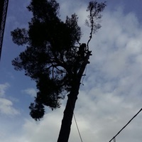 Poda de árboles de difícil acceso en Barcelona