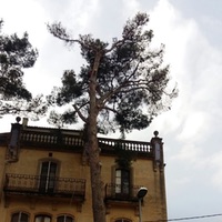 Poda de árboles de difícil acceso en Barcelona