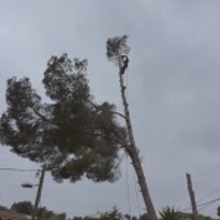 Poda y tala de árboles en Cubelles