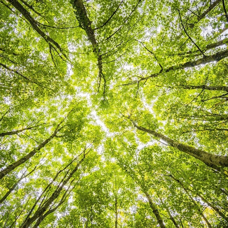 Poda i Tala d'Arbres