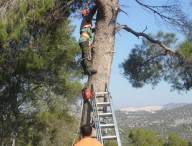 Poda y Tala de Árboles